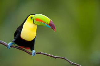 keel-billed toucan